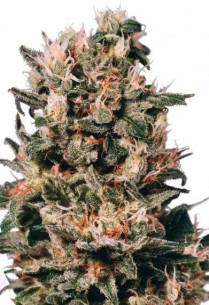 Euforia Feminizada (Dutch Passion)