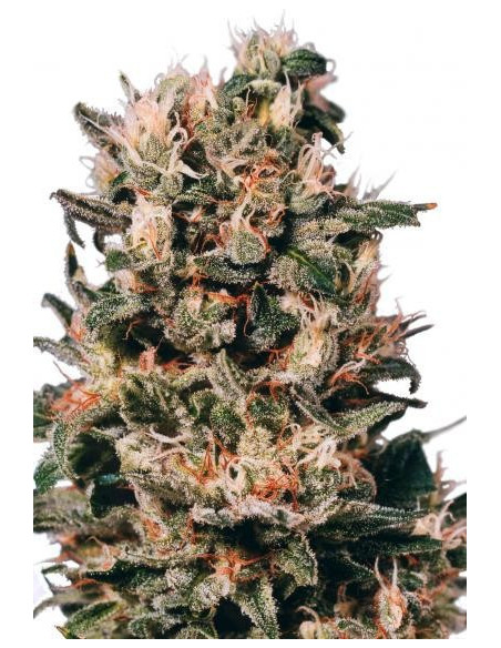 Euforia Feminized (Dutch Passion)-Dutch Passion-GnomesGarden