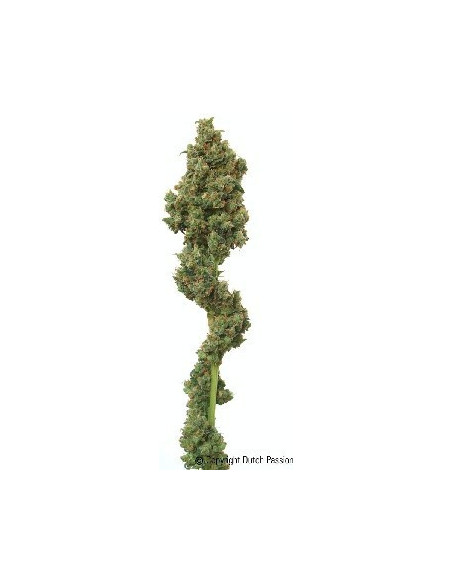 Euforia Feminized (Dutch Passion)-Dutch Passion-GnomesGarden