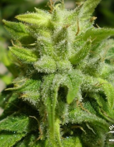 Euforia Feminizada (Dutch Passion)-Dutch Passion-GnomesGarden