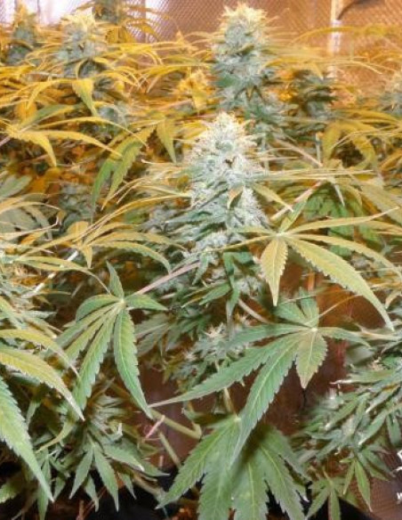 Euforia Feminizada (Dutch Passion)-Dutch Passion-GnomesGarden