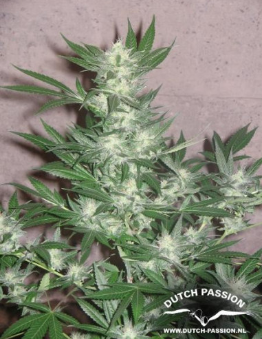 Euforia Feminizada (Dutch Passion)-Dutch Passion-GnomesGarden