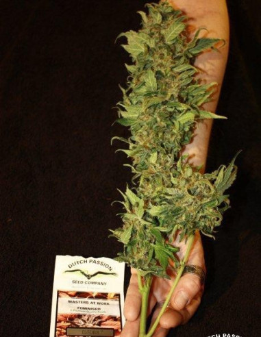 Euforia Feminizada (Dutch Passion)-Dutch Passion-GnomesGarden