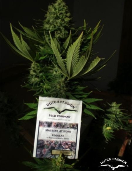 Euforia Feminized (Dutch Passion)-Dutch Passion-GnomesGarden