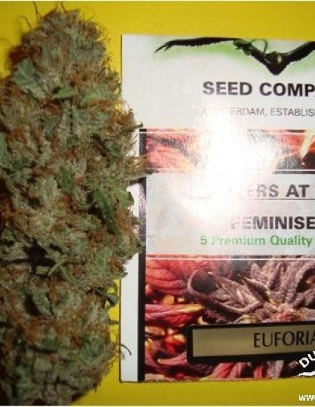 Euforia Feminisierte (Dutch Passion)-Dutch Passion-GnomesGarden
