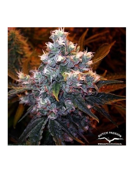 Euforia Feminizada (Dutch Passion)-Dutch Passion-GnomesGarden