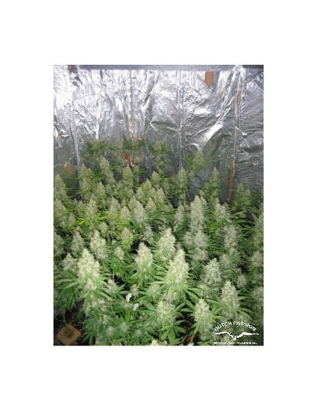 Euforia Feminisierte (Dutch Passion)-Dutch Passion-GnomesGarden