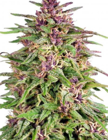 Frisian Dew Feminizada (Dutch Passion)-Dutch Passion-GnomesGarden