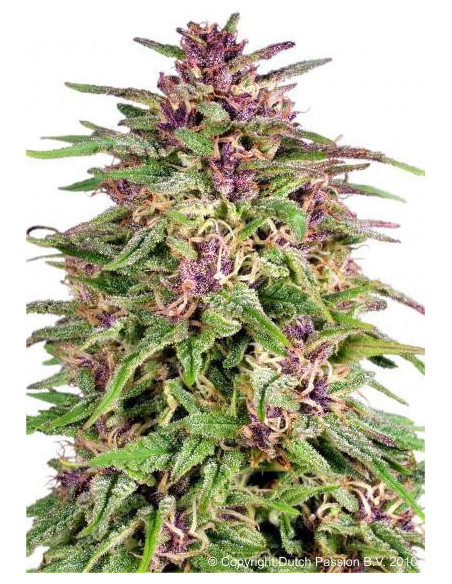 Frisian Dew Feminizada (Dutch Passion)-Dutch Passion-GnomesGarden