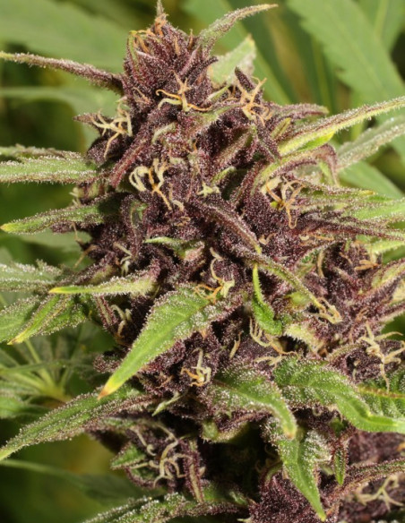 Frisian Dew Feminizovaná (Dutch Passion)-Dutch Passion-GnomesGarden
