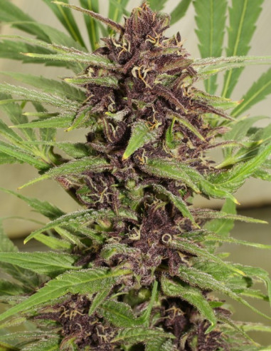 Frisian Dew Feminisiert (Dutch Passion)-Dutch Passion-GnomesGarden