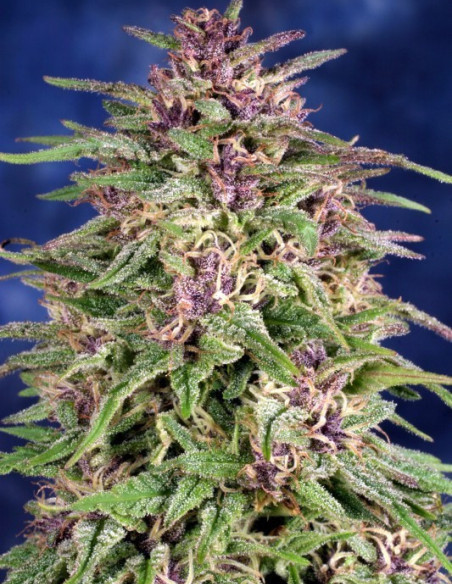 Frisian Dew Feminisiert (Dutch Passion)-Dutch Passion-GnomesGarden