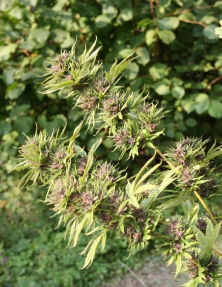Frisian Dew Feminisiert (Dutch Passion)-Dutch Passion-GnomesGarden