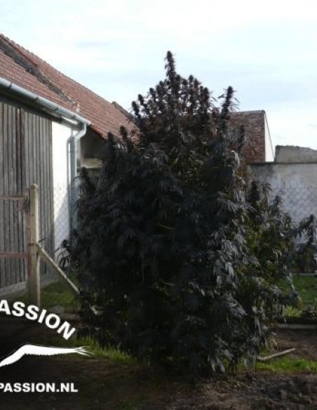 Frisian Dew Feminizada (Dutch Passion)-Dutch Passion-GnomesGarden