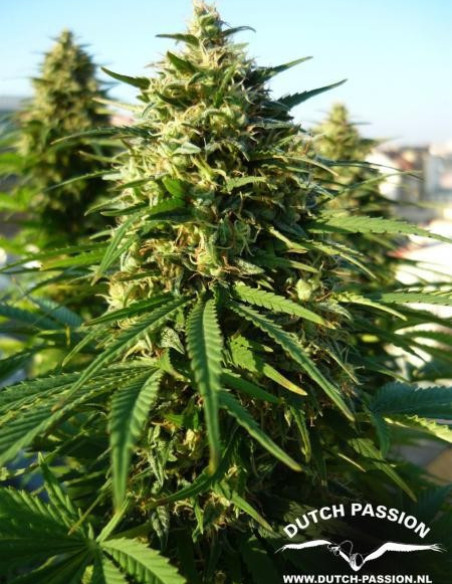 Frisian Dew Feminizada (Dutch Passion)-Dutch Passion-GnomesGarden