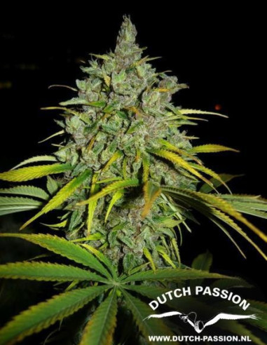 Frisian Dew Feminizada (Dutch Passion)-Dutch Passion-GnomesGarden