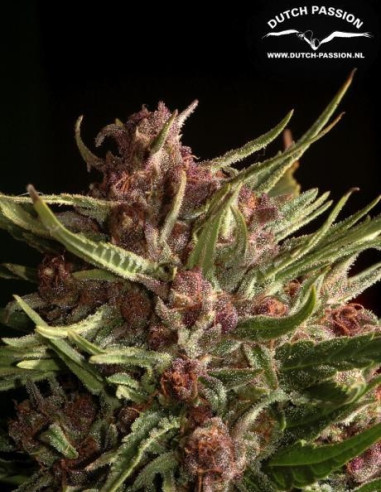 Frisian Dew Feminizada (Dutch Passion)-Dutch Passion-GnomesGarden