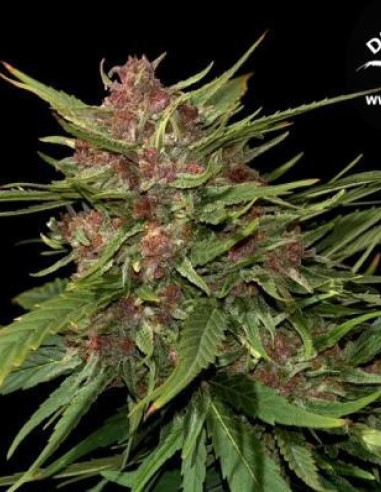 Frisian Dew Feminisiert (Dutch Passion)-Dutch Passion-GnomesGarden