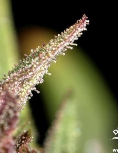 Frisian Dew Feminisiert (Dutch Passion)-Dutch Passion-GnomesGarden