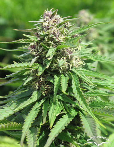 Frisian Dew Feminizada (Dutch Passion)-Dutch Passion-GnomesGarden
