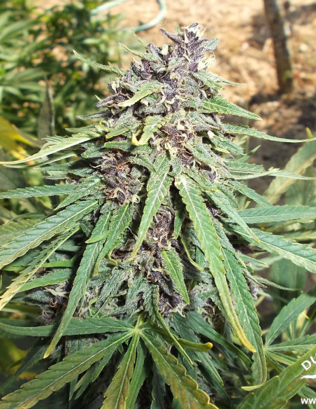 Frisian Dew Feminizovaná (Dutch Passion)-Dutch Passion-GnomesGarden