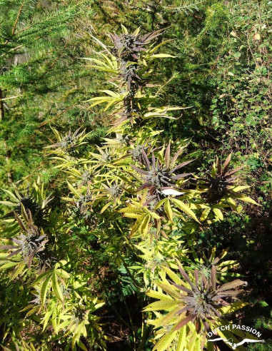 Frisian Dew Feminisiert (Dutch Passion)-Dutch Passion-GnomesGarden