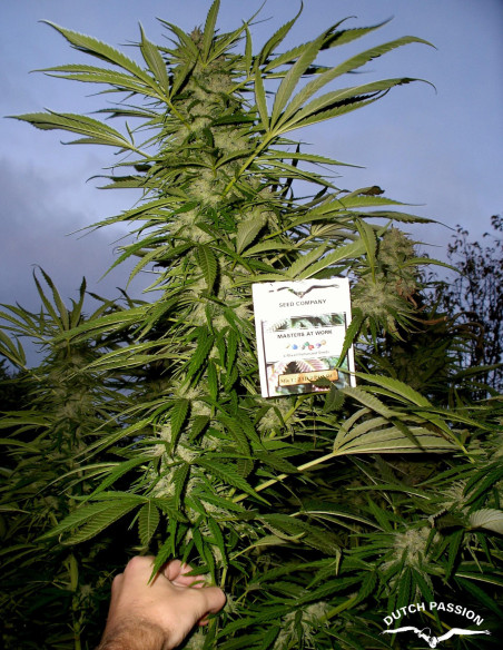 Frisian Dew Feminisiert (Dutch Passion)-Dutch Passion-GnomesGarden