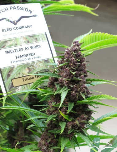 Frisian Dew Feminizada (Dutch Passion)-Dutch Passion-GnomesGarden