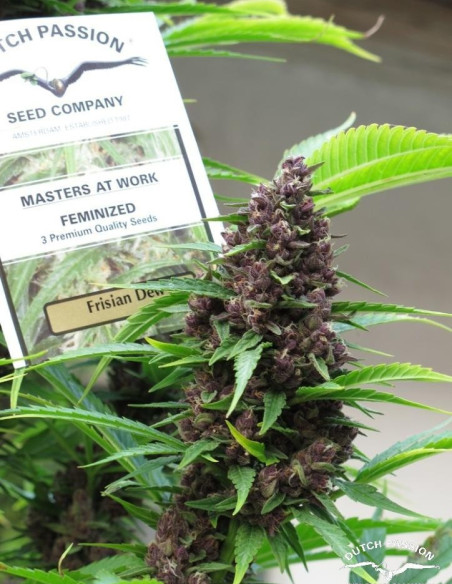 Frisian Dew Feminisiert (Dutch Passion)-Dutch Passion-GnomesGarden