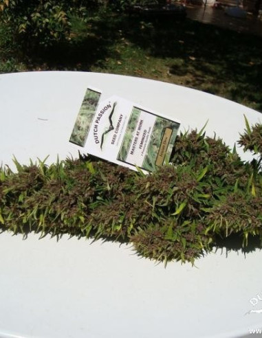 Frisian Dew Feminisiert (Dutch Passion)-Dutch Passion-GnomesGarden