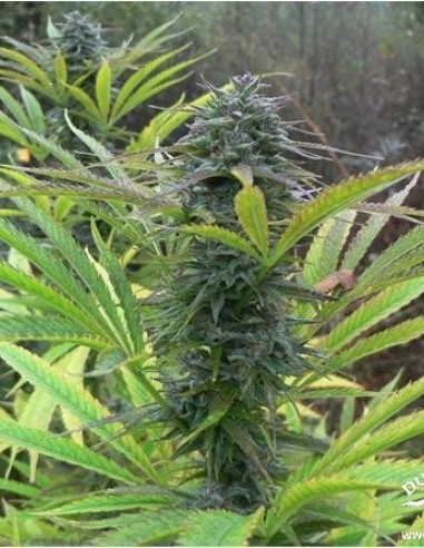 Frisian Dew Feminizada (Dutch Passion)-Dutch Passion-GnomesGarden