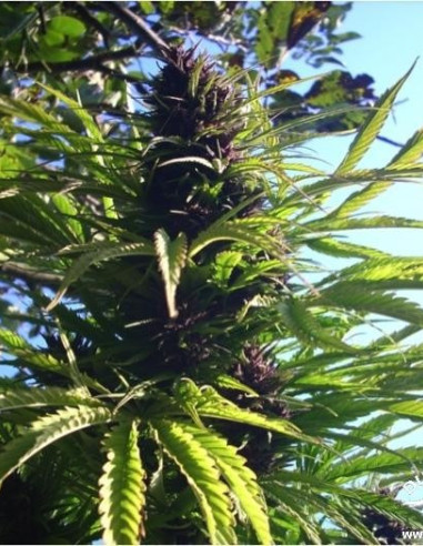 Frisian Dew Feminizada (Dutch Passion)-Dutch Passion-GnomesGarden