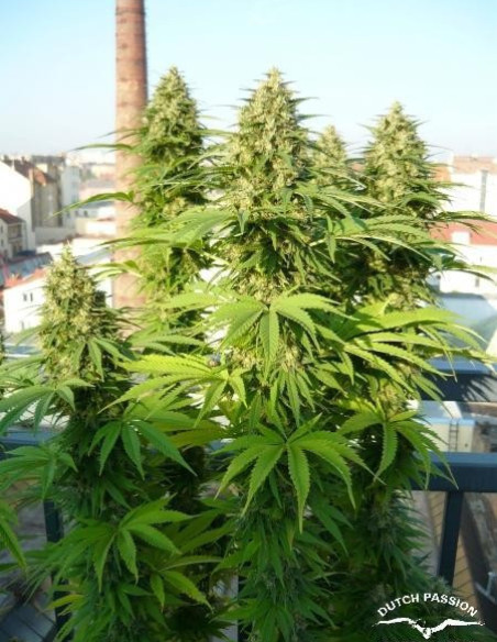 Frisian Dew Feminizada (Dutch Passion)-Dutch Passion-GnomesGarden