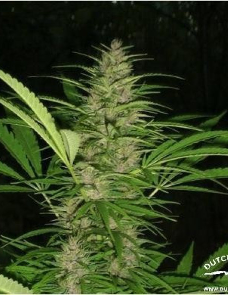 Frisian Dew Feminizada (Dutch Passion)-Dutch Passion-GnomesGarden