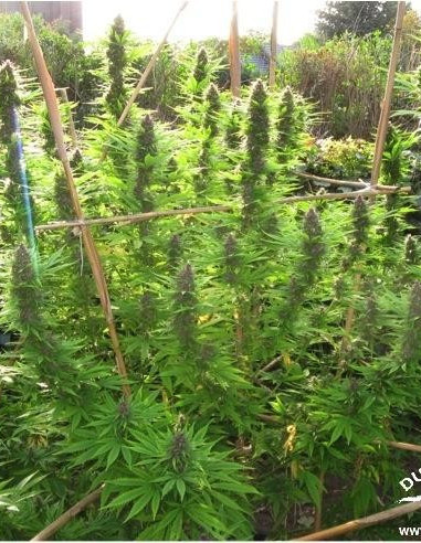 Frisian Dew Feminisiert (Dutch Passion)-Dutch Passion-GnomesGarden