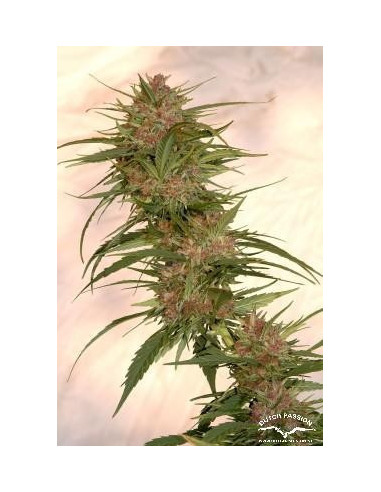 Frisian Dew Feminizada (Dutch Passion)-Dutch Passion-GnomesGarden