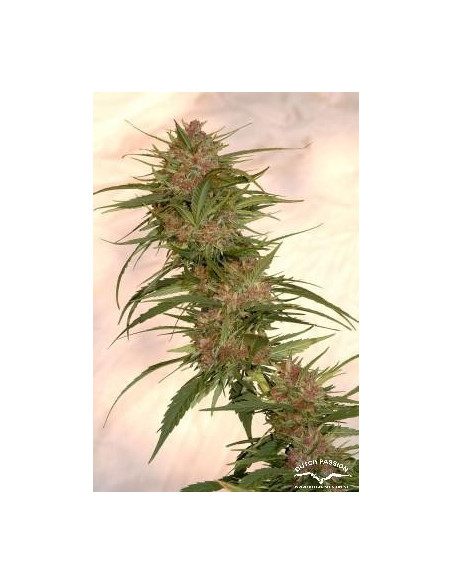 Frisian Dew Feminisiert (Dutch Passion)-Dutch Passion-GnomesGarden