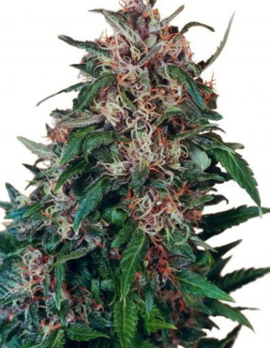 Hollands Hope Feminizada (Dutch Passion)-Dutch Passion-GnomesGarden