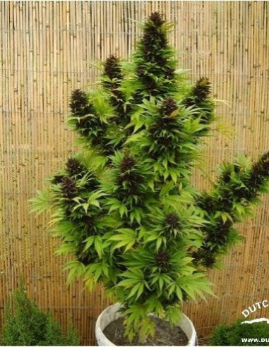 Hollands Hope Feminizada (Dutch Passion)-Dutch Passion-GnomesGarden