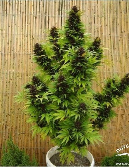 Hollands Hope Feminizada (Dutch Passion)-Dutch Passion-GnomesGarden
