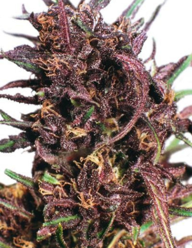 Purple 1 Feminizovaná (Dutch Passion)-Dutch Passion-GnomesGarden