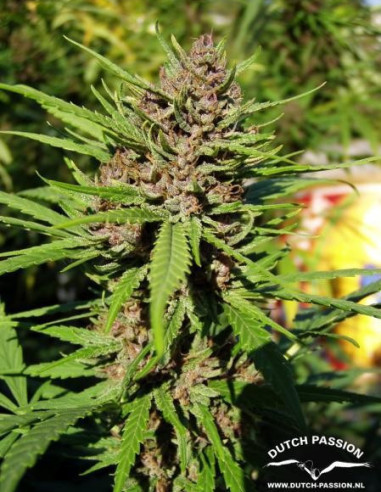 Purple 1 Feminisierte (Dutch Passion)-Dutch Passion-GnomesGarden