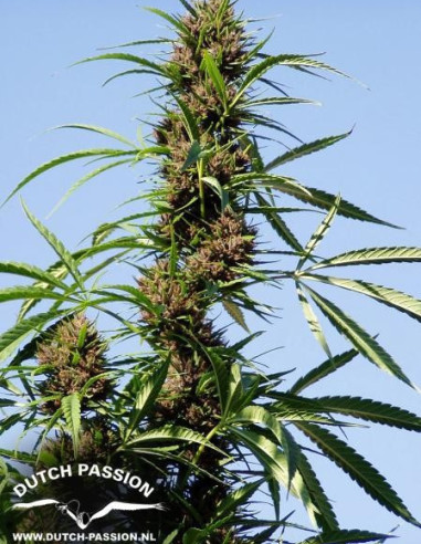 Purple 1 Feminisierte (Dutch Passion)-Dutch Passion-GnomesGarden