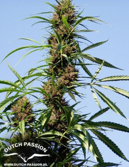 Purple 1 Feminizovaná (Dutch Passion)-Dutch Passion-GnomesGarden