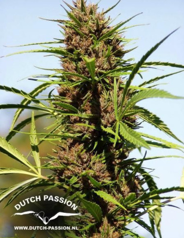 Purple 1 Feminisierte (Dutch Passion)-Dutch Passion-GnomesGarden