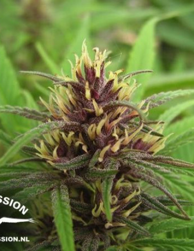 Purple 1 Feminizada (Dutch Passion)-Dutch Passion-GnomesGarden