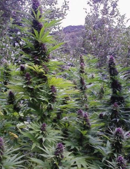 Purple 1 Feminizada (Dutch Passion)-Dutch Passion-GnomesGarden