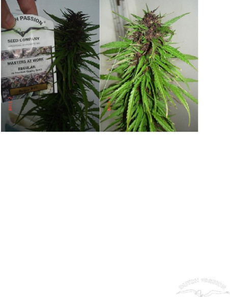 Purple 1 Feminizovaná (Dutch Passion)-Dutch Passion-GnomesGarden
