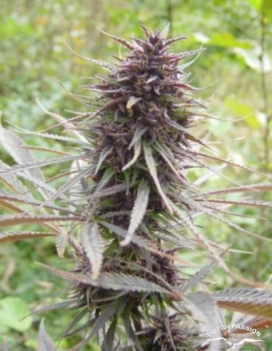 Purple 1 Feminizovaná (Dutch Passion)-Dutch Passion-GnomesGarden