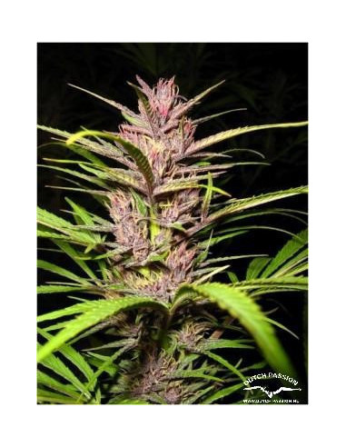 Purple 1 Feminisierte (Dutch Passion)-Dutch Passion-GnomesGarden